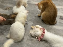 -楼上猫咖(罗湖店)