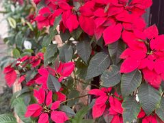 -Ohkajhu Organic Farm Sansai