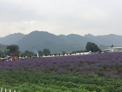 -曲江薰衣草庄园