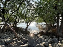 -宝安西湾红树林湿地公园