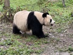 -中国大熊猫保护研究中心雅安碧峰峡基地