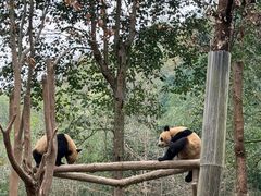 -都江堰中华大熊猫苑
