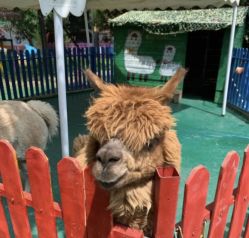 -萌宠亲子动物乐园(槐房万达店)