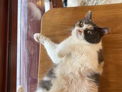 -有猫主题·治愈系猫咖(曾厝垵店)