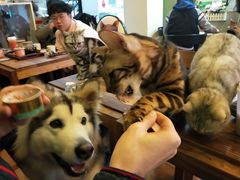 -李小姐の猫咖啡馆(五角场店)
