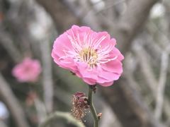 -顾村公园