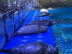 -海合安青岛极地海洋公园