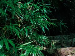 -海南热带雨林国家公园吊罗山景区