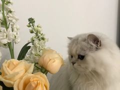 -宠颐生汉谟拉比宠物医院