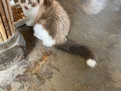 -喵屿·大理花园猫咖