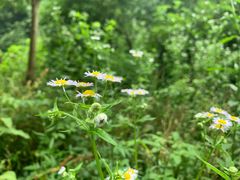 -西湖风景区十里琅珰-五云山