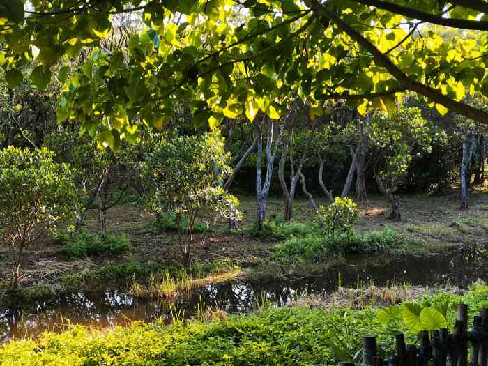 華僑城溼地公園-