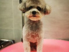 -宠福鑫康馨动物医院·骨科·眼科