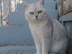 -喵屿·大理花园猫咖