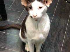 -猫色咖啡·猫咖