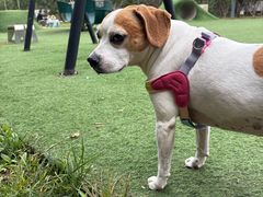 -爪吧宠物乐园 (温榆河示范区店)