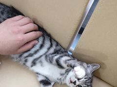 -喜多萌中农锦绣动物医院24H·猫科·牙科MRI·CT