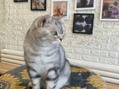 -平行世界·猫咖(首经贸店)