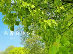 -上海共青森林公园