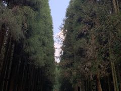 -武陵山森林公园