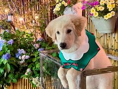 -逗柴町空中花园·雪橇三傻·柴犬柯基狗咖·猫咖·爬宠