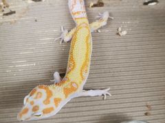 -酷以爬仙阁实体爬宠店·守宫·蜥蜴·专业繁育