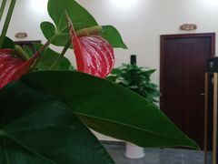 -张钰强中医正骨推拿连锁(唐家人才公寓店)