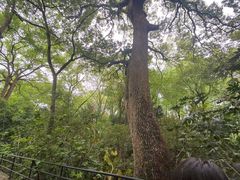 -上海佘山国家森林公园西佘山园