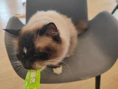 -Let's go狗咖·猫咖·奶狗·桌游(春熙路IFS店)