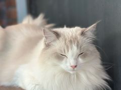 -豆逗聊愈猫阁Easy Life