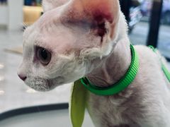 -贝康宠物医院·犬猫全科·小动物特色诊疗中心(东环路店)
