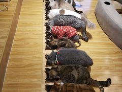 -啵啵喵·猫咖(攀华国际店)