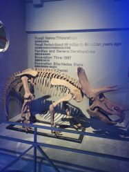 -恐龙探索乐园(磁器口店)