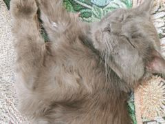 -平行世界·猫咖(首经贸店)