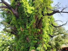 -大槐树寻根祭祖园