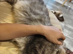-楼上猫咖(罗湖店)