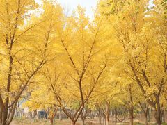 -石家庄市植物园