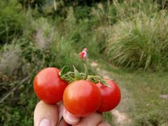 -大别山度假酒店-中餐厅