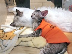 -屋虎猫馆(宝安大仟里店)