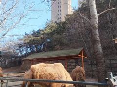 -大连森林动物园