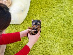 -萌宠之家·腊肠犬·马尔泰·小体犬舍