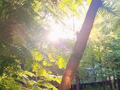 -白水寺森林公园