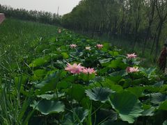 -西青郊野公园