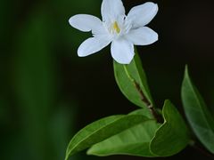 -新加坡植物园
