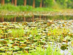 -艾溪湖湿地公园