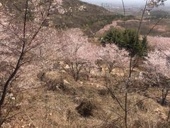 -樱花山风景区
