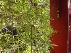 -金狮麟·新豫菜(金码大厦店)