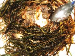 葱烤鸦片鱼头-新吉士·上海菜(浦东LCM置汇旭辉店)