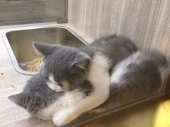 -飞行喵MR PILOT|猫舍·猫咖(静安大融城店)