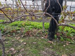 -马陆小张葡萄园农家乐